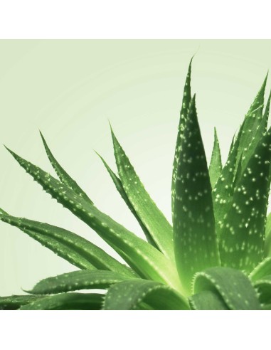 Gel de Masaje Mixgliss - NU Aloe Vera - 150 ml